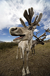 �������� ����� (Rangifer tarandus) �������� ����������, ������� �����, ����, ������