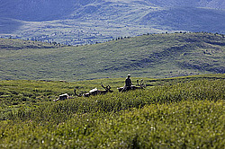 �������� ����� (Rangifer tarandus) � ����. �������� ����������, ������� �����, ����, ������