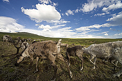 �������� ����� (Rangifer tarandus) �������� ����������, ������� �����, ����, ������