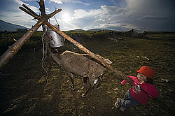 �������� ����� (Rangifer tarandus), �����. �������� ����������, ������� �����, ����, ������