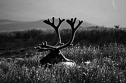 �������� ����� (Rangifer tarandus) �������� ����������, ������� �����, ����, ������