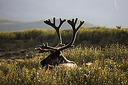 �������� ����� (Rangifer tarandus) �������� ����������, ������� �����, ����, ������
