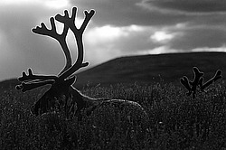 �������� ����� (Rangifer tarandus) �������� ����������, ������� �����, ����, ������