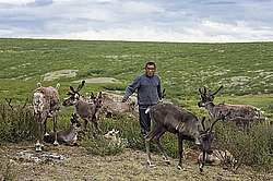 �������� ����� (Rangifer tarandus) � ����. �������� ����������, ������� �����, ����, ������