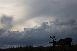 �������� ����� (Rangifer tarandus) �������� ����������, ������� �����, ����, ������