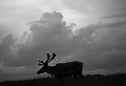 �������� ����� (Rangifer tarandus) �������� ����������, ������� �����, ����, ������
