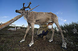 �������� ����� (Rangifer tarandus), �����. �������� ����������, ������� �����, ����, ������