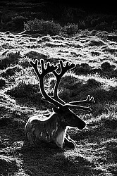 �������� ����� (Rangifer tarandus) �������� ����������, ������� �����, ����, ������