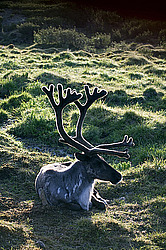 �������� ����� (Rangifer tarandus) �������� ����������, ������� �����, ����, ������