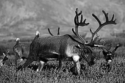 �������� ����� (Rangifer tarandus) �������� ����������, ������� �����, ����, ������