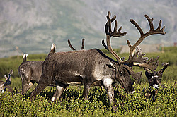 �������� ����� (Rangifer tarandus) �������� ����������, ������� �����, ����, ������