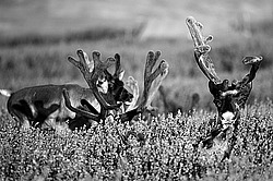�������� ����� (Rangifer tarandus) �������� ����������, ������� �����, ����, ������