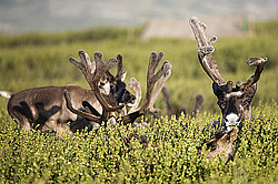 �������� ����� (Rangifer tarandus) �������� ����������, ������� �����, ����, ������
