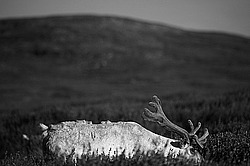 �������� ����� (Rangifer tarandus) �������� ����������, ������� �����, ����, ������