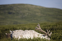 �������� ����� (Rangifer tarandus) �������� ����������, ������� �����, ����, ������