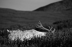 �������� ����� (Rangifer tarandus) �������� ����������, ������� �����, ����, ������