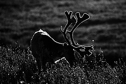 �������� ����� (Rangifer tarandus) �������� ����������, ������� �����, ����, ������