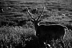 �������� ����� (Rangifer tarandus) �������� ����������, ������� �����, ����, ������