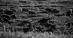 �������� ����� (Rangifer tarandus) �������� ����������, ������� �����, ����, ������