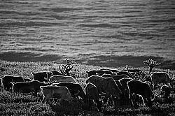 �������� ����� (Rangifer tarandus) �������� ����������, ������� �����, ����, ������