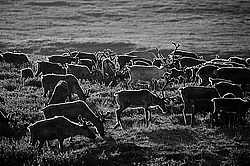 �������� ����� (Rangifer tarandus) �������� ����������, ������� �����, ����, ������