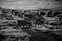 �������� ����� (Rangifer tarandus) �������� ����������, ������� �����, ����, ������
