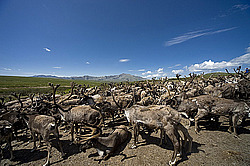 �������� ����� (Rangifer tarandus) �������� ����������, ������� �����, ����, ������