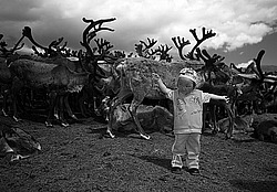 �������� ����� (Rangifer tarandus), ���� � �����. �������� ����������, ������� �����, ����, ������