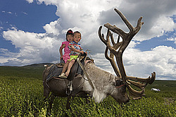 �������� ����� (Rangifer tarandus), ���� � �����. �������� ����������, ������� �����, ����, ������