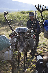 �������� ����� (Rangifer tarandus) � ����. �������� ����������, ������� �����, ����, ������