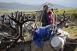 �������� ����� (Rangifer tarandus) � ����. �������� ����������, ������� �����, ����, ������