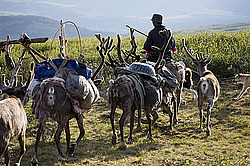 �������� ����� (Rangifer tarandus) � ����. �������� ����������, ������� �����, ����, ������