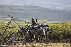 �������� ����� (Rangifer tarandus) � ����. �������� ����������, ������� �����, ����, ������