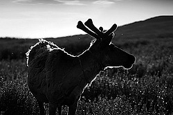 �������� ����� (Rangifer tarandus) �������� ����������, ������� �����, ����, ������