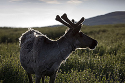�������� ����� (Rangifer tarandus) �������� ����������, ������� �����, ����, ������