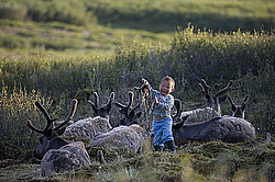 �������� ����� (Rangifer tarandus), ���� � �����. �������� ����������, ������� �����, ����, ������