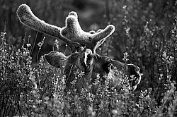 �������� ����� (Rangifer tarandus) �������� ����������, ������� �����, ����, ������