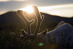 �������� ����� (Rangifer tarandus) �������� ����������, ������� �����, ����, ������