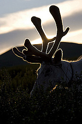 �������� ����� (Rangifer tarandus) �������� ����������, ������� �����, ����, ������