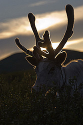 �������� ����� (Rangifer tarandus) �������� ����������, ������� �����, ����, ������