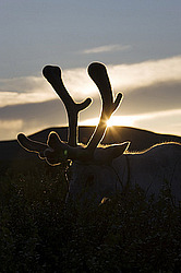 �������� ����� (Rangifer tarandus) �������� ����������, ������� �����, ����, ������