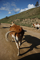 �������, ���� 2009