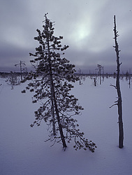 ����������� ������������ ����, ����� ����������, ������ �� ������� - ������������ ���������