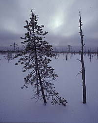 ����������� ������������ ����, ����� ����������, ������ �� ������� - ������������ ���������