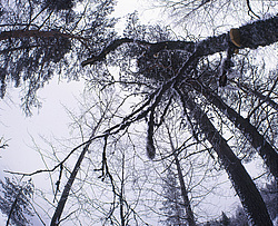 ����������� ������������ ����, ����� ����������, ������ �� ������� - ������������ ���������