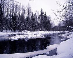 ����������� ������������ ����, ���� ��������