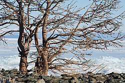 ������� �� ������ �������, �������-������� ����������