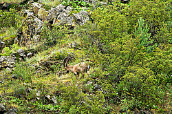 �������, ��������� ������ �����,  �������� ���� 