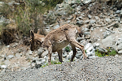 �������, ��������� ������ �����,  �������� ���� 