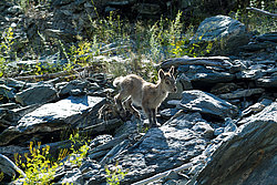 �������, ��������� ������ �����,  �������� ���� 